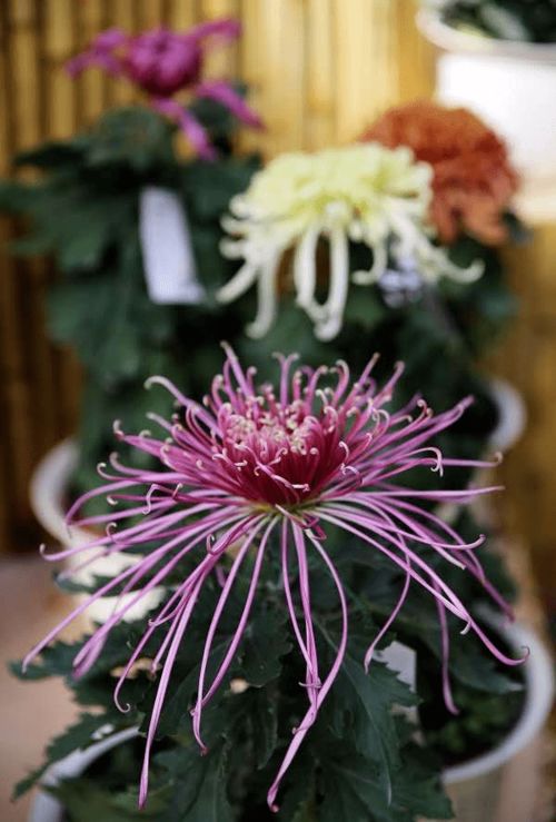 菊花绽放，秋意渐浓