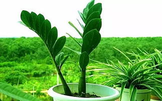 肥料选择的致命陷阱，你中招了吗？