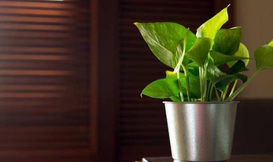 植物大百科：开启绿色世界的神秘之门