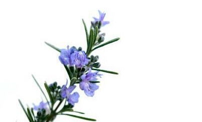 紫色花儿的春天盛宴