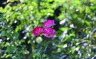 修剪篇：修剪玄机