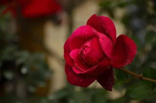 月季花语中，红色月季代表热情