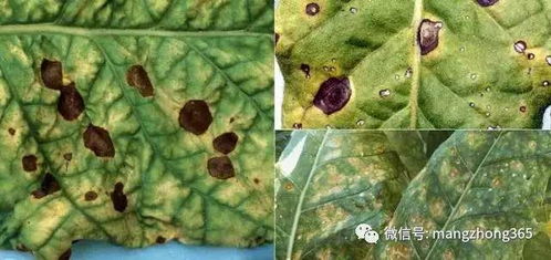 烟草病害，听起来好严重哦！