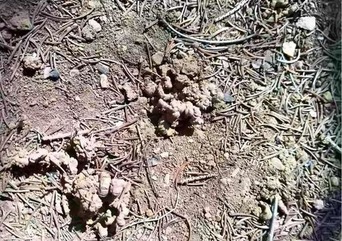 腐熟不腐熟， 我心里没底