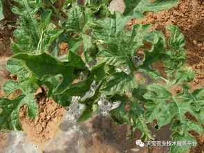 抗病品种和环境清洁也重要