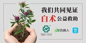 下雨后白术种子如何“救命”