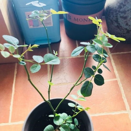 修剪误区一：不考虑时间