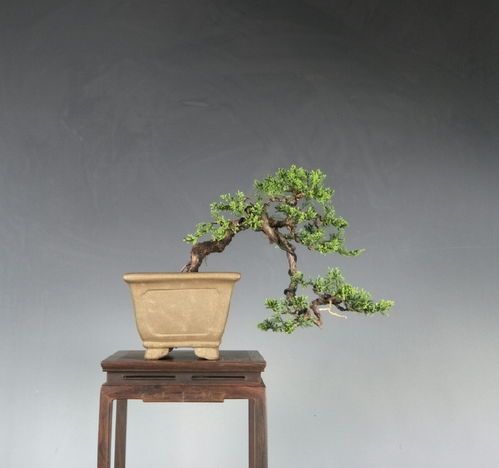 回形针夹住侧枝， 7天自动校正角度