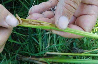 化学防治与物理防治的结合