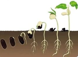 催芽环境， 要像照顾宝宝一样细心