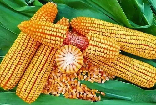 除虫菊生育期那些事儿