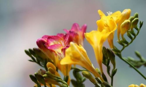 修剪注意事项，锦晃星的细致