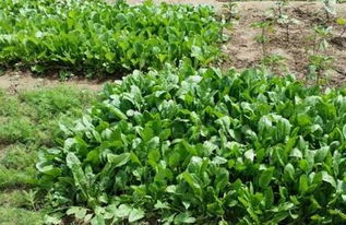 油菜价格波动，一斤多少钱