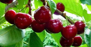 樱桃籽催芽的烦恼，如何让种子苏醒？