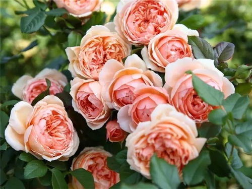 月季的品种推荐