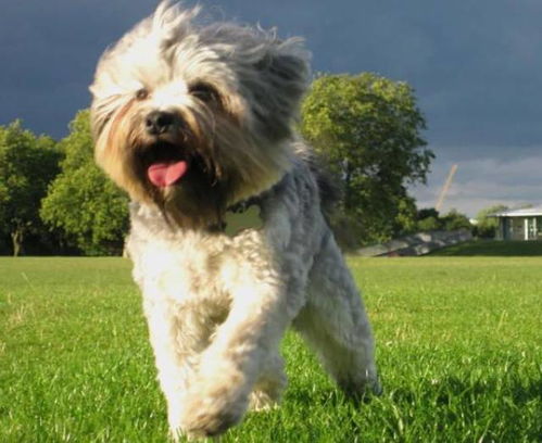 十大名犬品种图片中，排名前十的狗狗都有哪些特点？