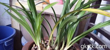 施肥不当， 兰花“吃”出问题