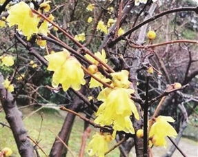 品种大揭秘, 腊梅与梅花谁梗胜一筹