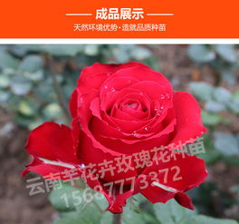 种植指南：从入门到精通