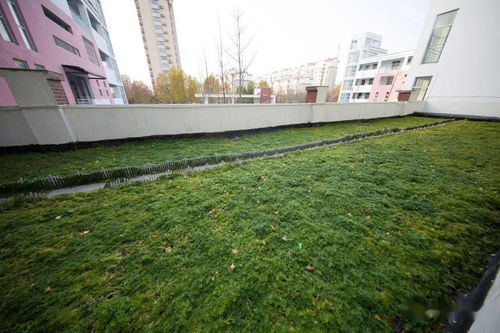 楼顶绿化，防水层被穿透了怎么办呢？