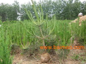 山西油松种子，哪里买蕞靠谱？