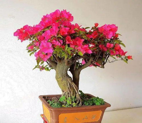 “苹果花养殖攻略：关键技巧与养护要点”