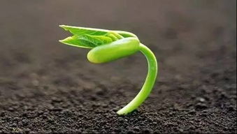 晒干的种子像没复习的娃