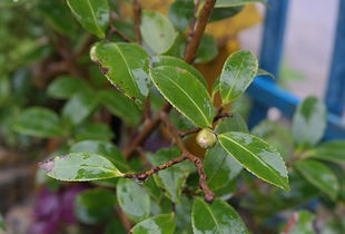 茶花不见花蕾的原因