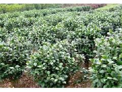 选购茶花球六堪诀