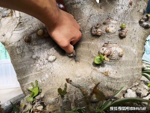 二、玉树的“美容术”