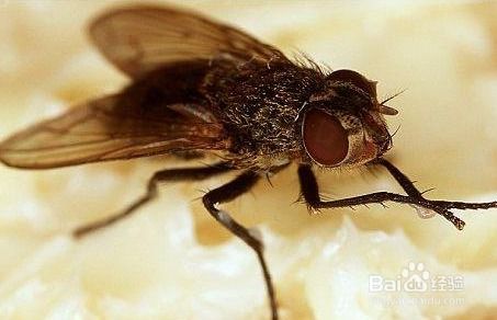 苍蝇来袭，驱赶有方？