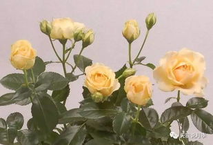 木星王阳台月季的花期探秘