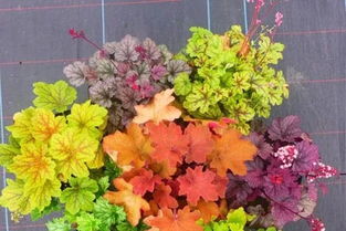 矾根北方种植指南：适合畜牧养殖的南方植物选择