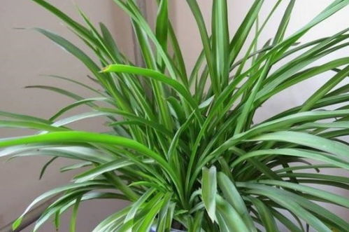 土盆美观，排水孔好