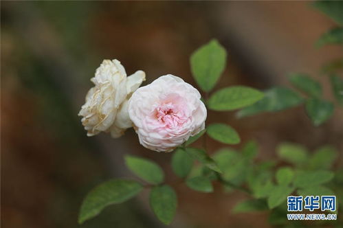 采集盛开花卉成熟种子，晾干后储藏备用