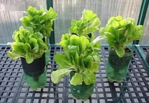 第二种：地三鲜