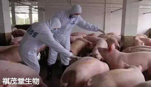 非瘟威胁下猪场带毒生产防控要点