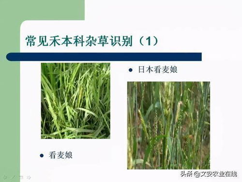 植保技术化学除草Yi经成为防治小麦田杂草的一种重要手段