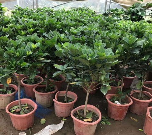 简单易得肥料推荐