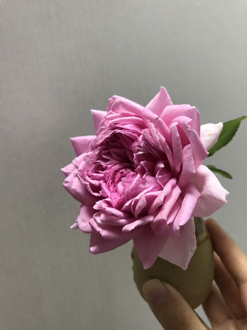 优点多多，缺点难寻
