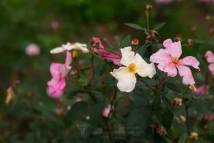 黄蝴蝶月季，花开如蝶，美不胜收