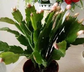 盆栽葱为何总是枯死？养护方法出了什么问题