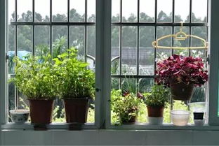 家庭养花风水禁忌