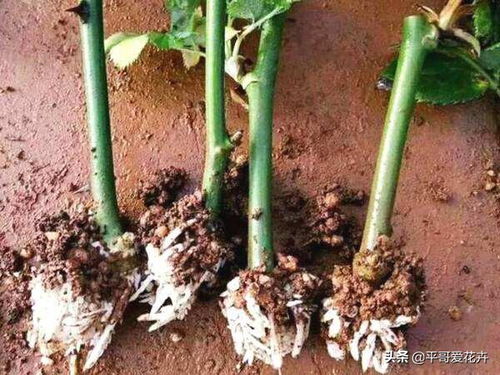 月季花插枝生根后大约多久开始施肥最合适