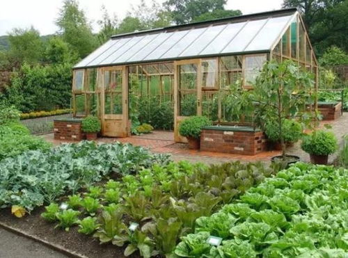 华北伏季种菜大揭秘