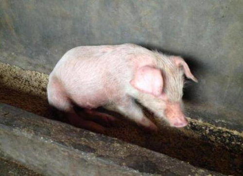 仔猪断奶应激腹泻不断，饲料营养平衡是否被忽视