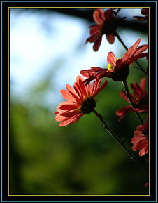 走菊“花”是什么？难道是“走”的另一种说法