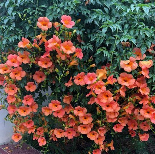 凌霄花什么时候移栽最好？种植方法和养护技巧有哪些