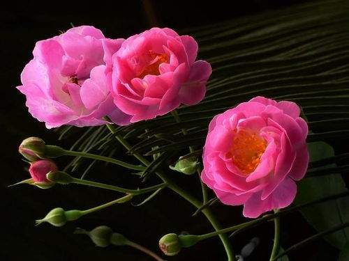 花毛茛种子与种球大不同