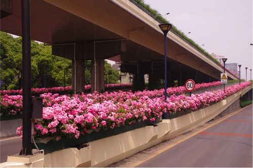 观赏期长， 花朵繁多